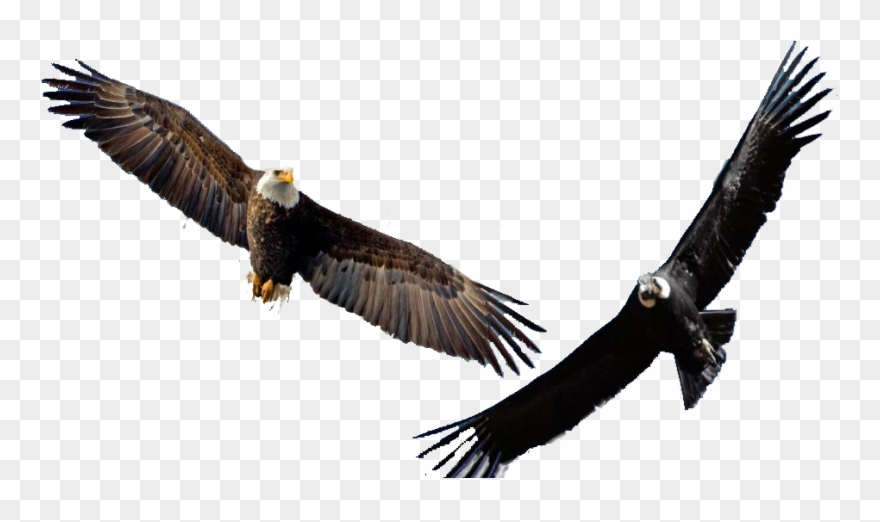 Eagle Festival Ayahuasca Dreams Transparent Background Clipart
