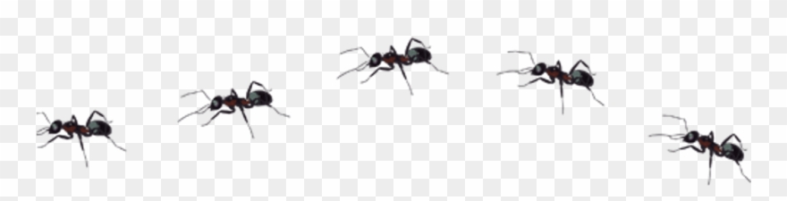 Ant Insect Asno I Sticker By Clipart