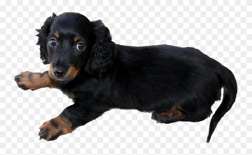 Dachshund Dog Png Transparent Clipart
