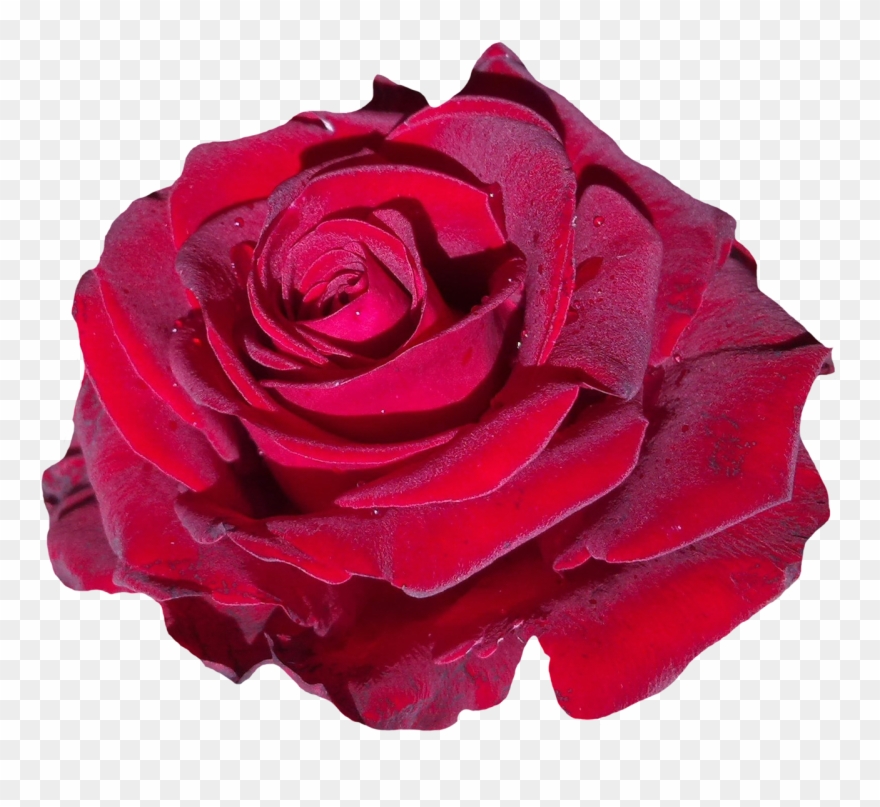 Red Rose Flower Png Image Clipart