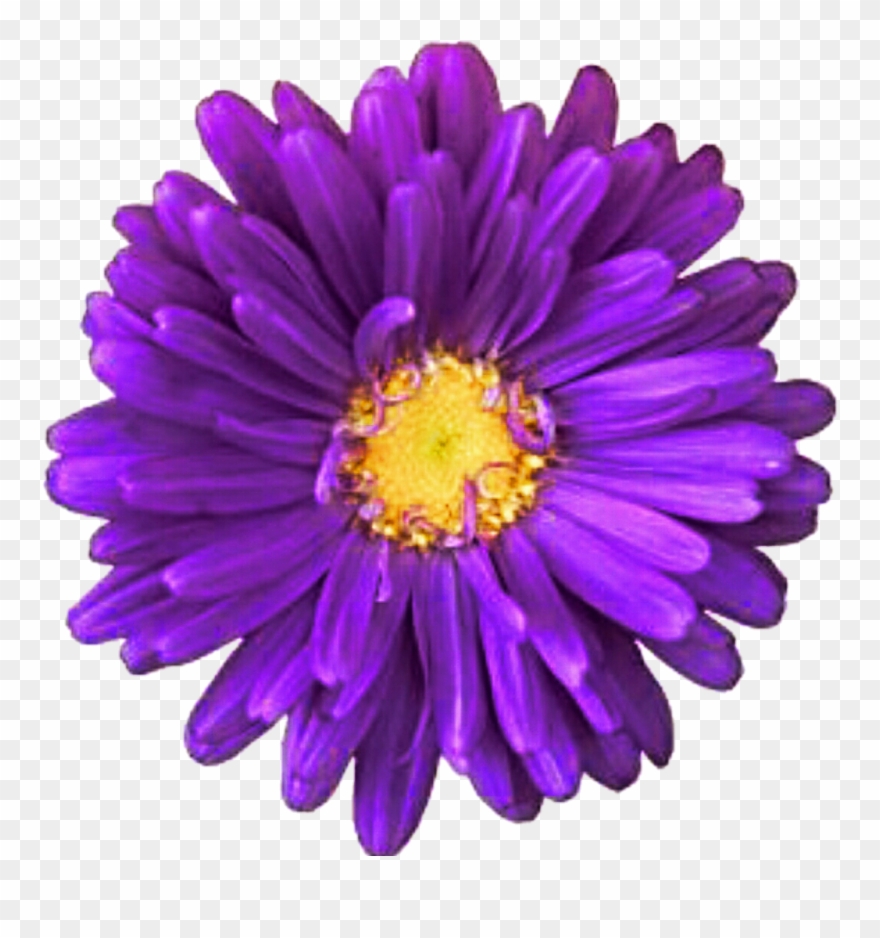 Daisy Purple Download Transparent Png Image Clipart