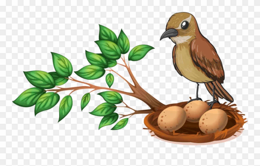 Free Png Download Bird Nest On Tree Png Images Background Clipart