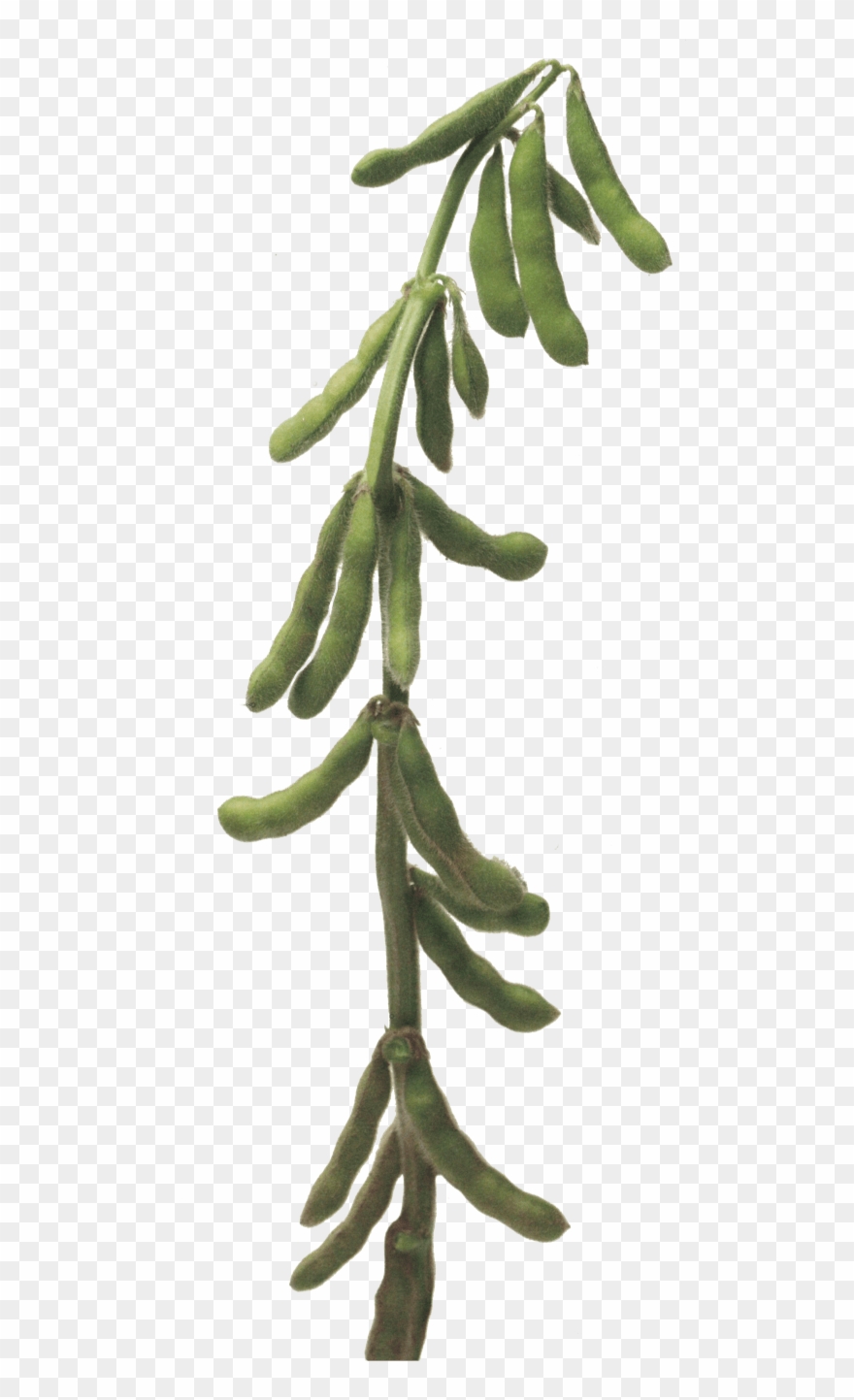 Soybean Stalk Clipart