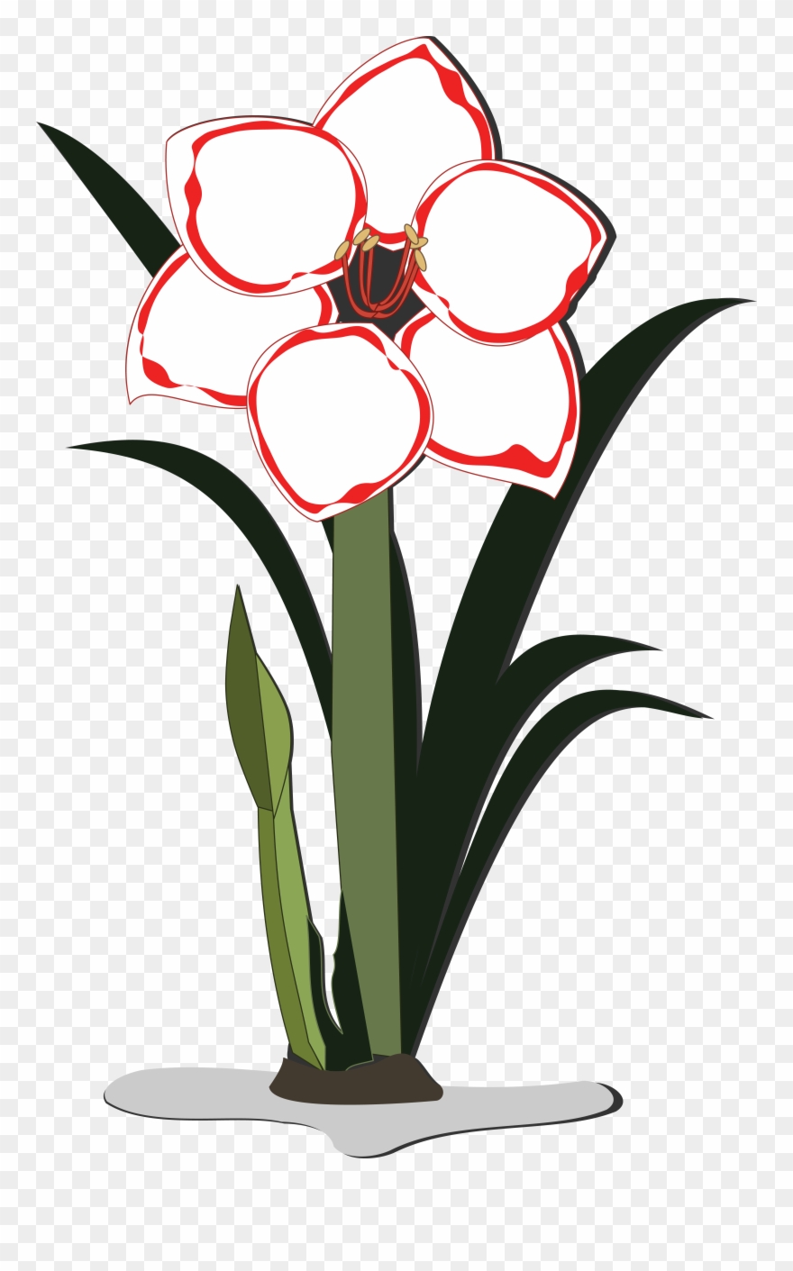 Amaryllis Flower Cliparts - Png Download
