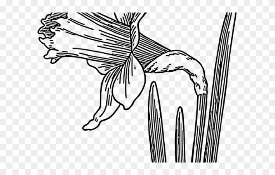 Drawn Daffodil Cool Clipart
