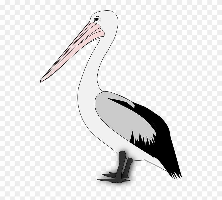 Pelican Bird Animal Clipart