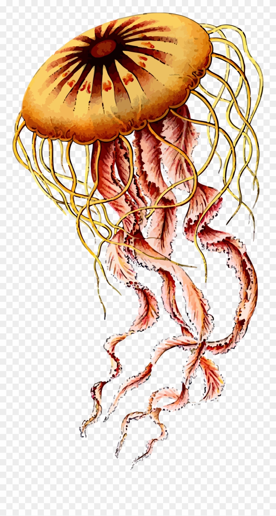 Jellyfish Png Photos Clipart