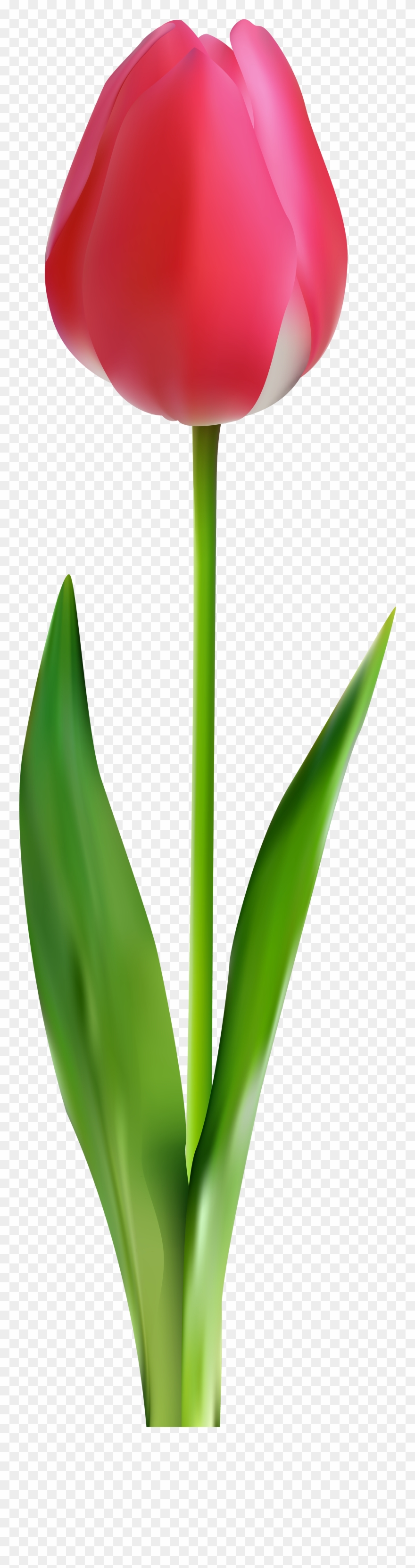 Tulip Black And White Clipart - Png Download