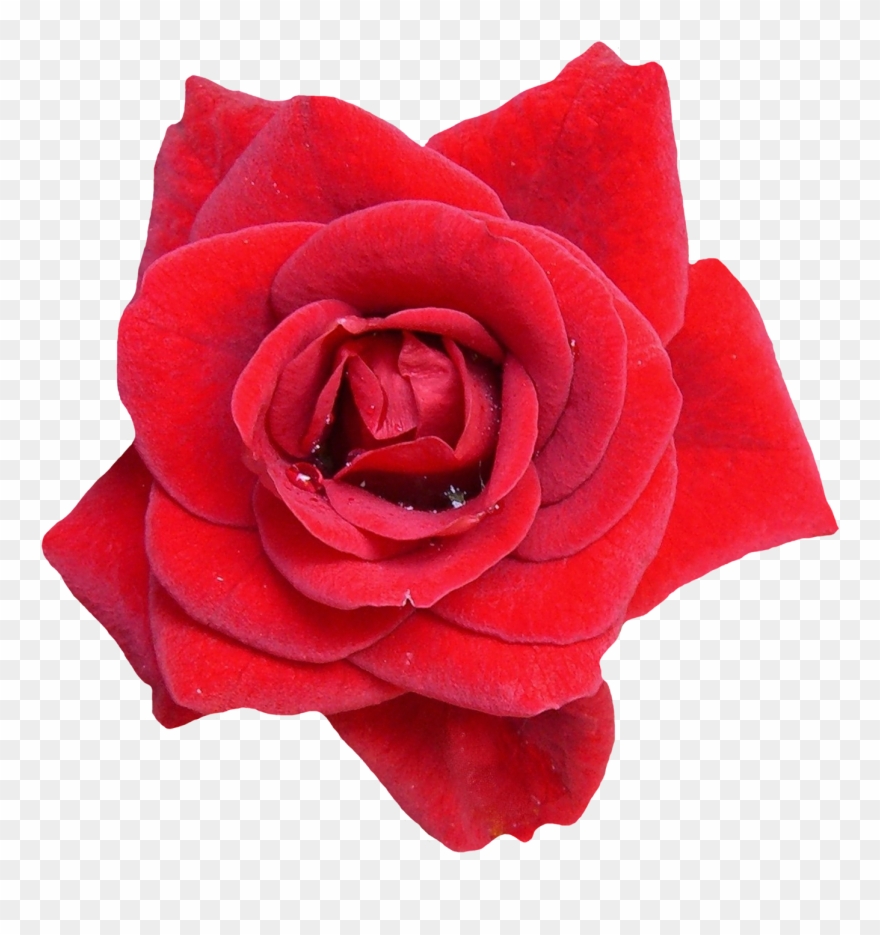 Red Rose Flower Png Image Purepng Free Transpa Cc0 Clipart