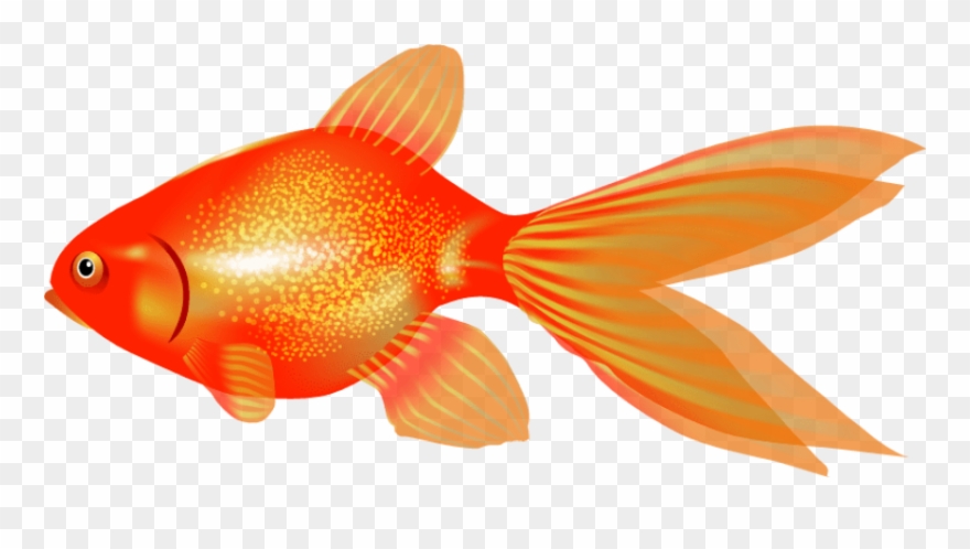 Free Png Download Goldfish Png Images Background Png Clipart