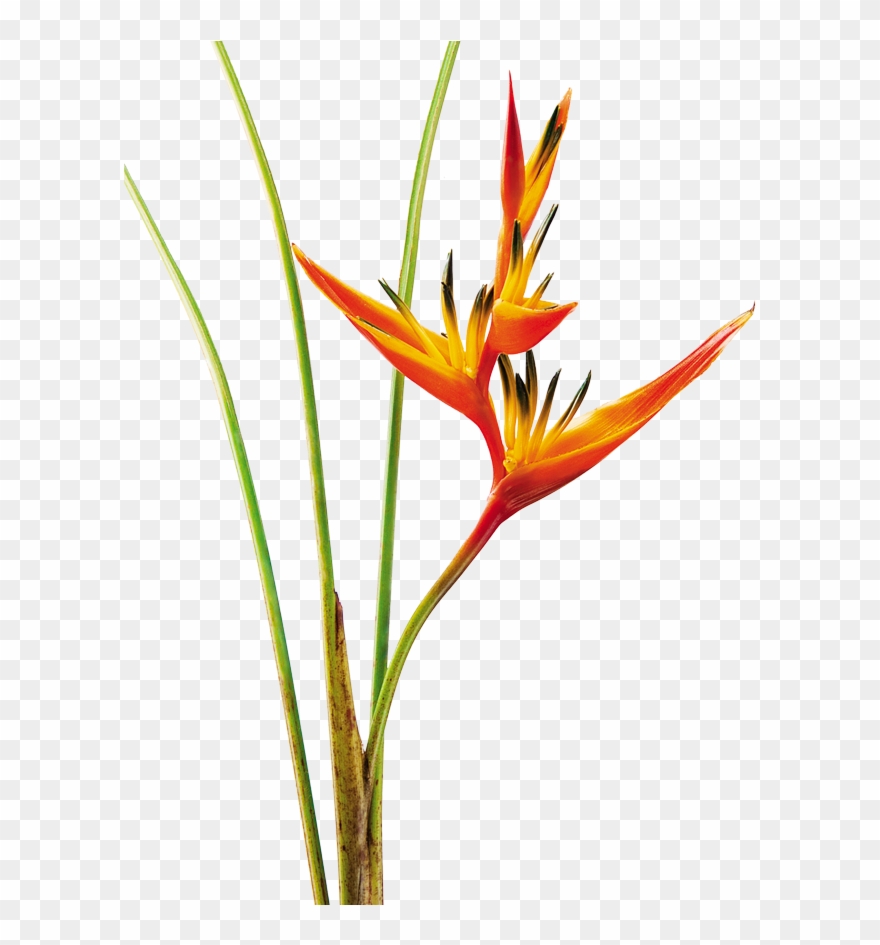 Heliconia Psittacorum Guyana Graduation Caps, Mosaic Clipart