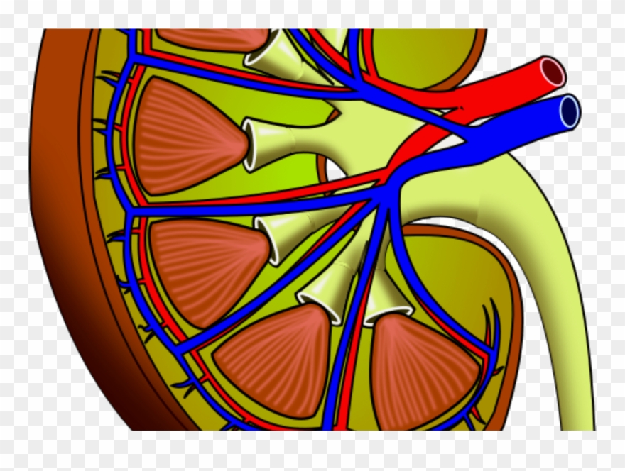Homeopathy Treatment Of Kidney Stone Clipart