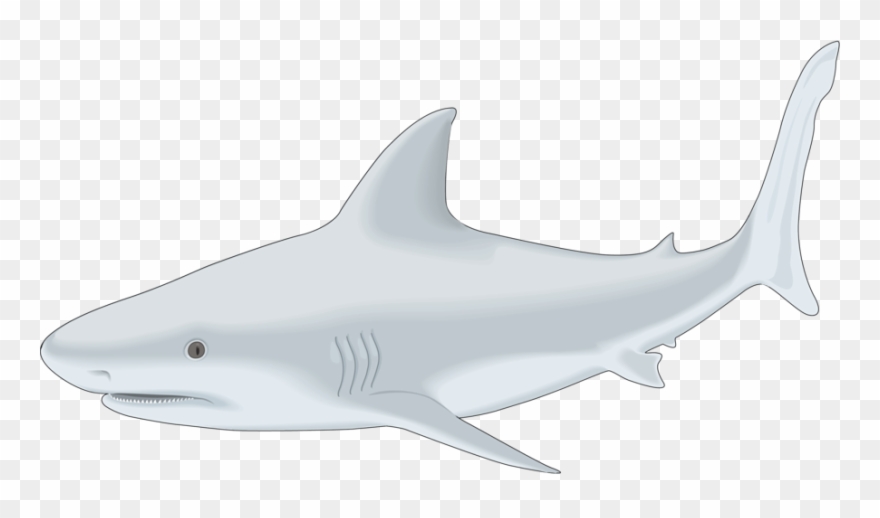 Sharks-clipart - Png Download