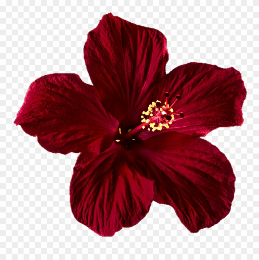 Hibiscus Clipart Png Tumblr Transparent Png
