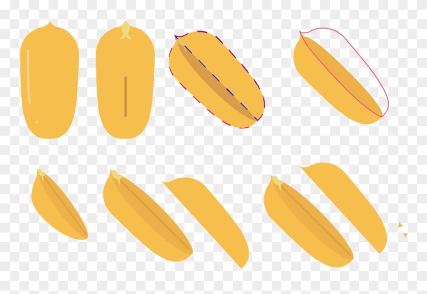 The Three Layers Of The Shell Are Shown Separately Clipart