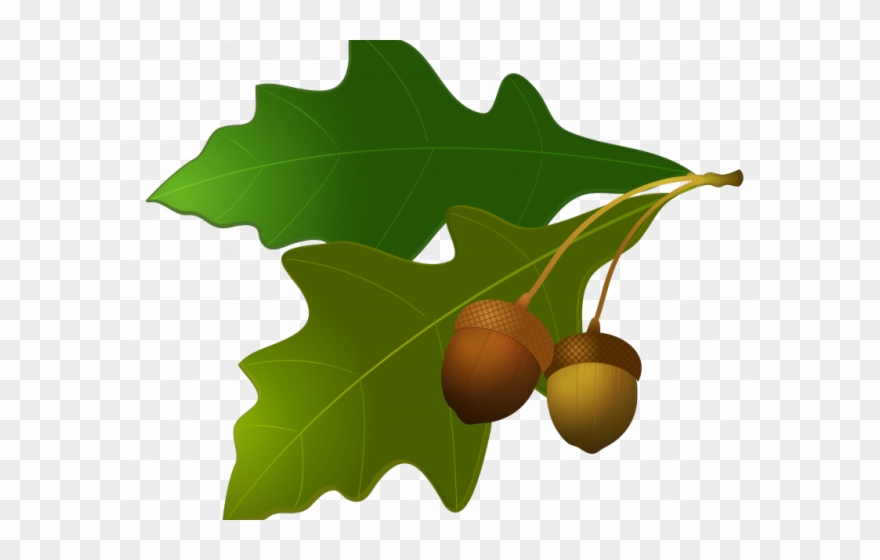 Acorn Clipart Harvest - Png Download