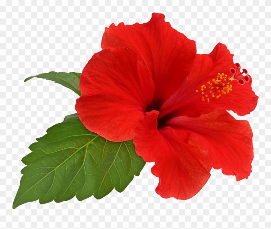 Flower Bloom By Hrtddy Clipart