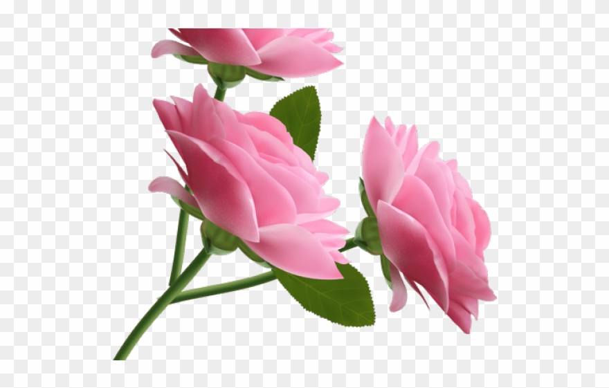 Pink Rose Clipart Clear Background - Png Download
