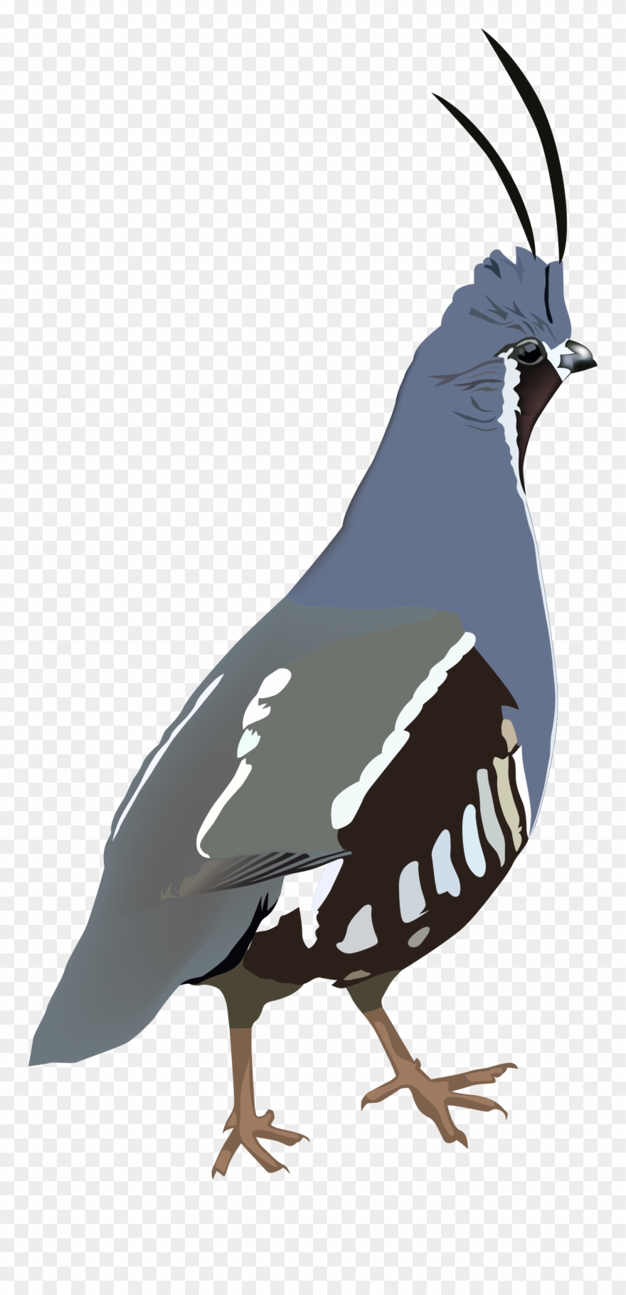 Mountain Quail Sticker Clipart