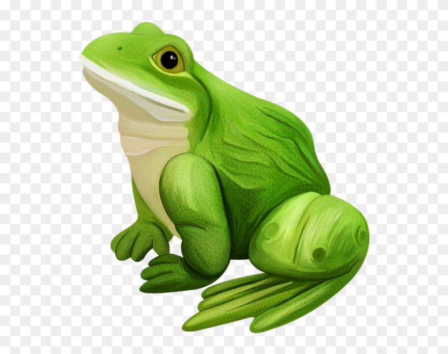 Grenouilles Frog Tube Pinterest Grenouillesfrogtube Clipart