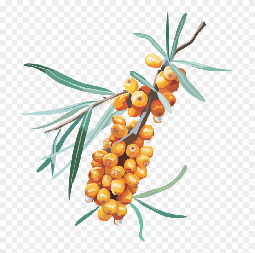 This Png File Is About Shrubs , Sea Buckthorn , Hippophae Clipart
