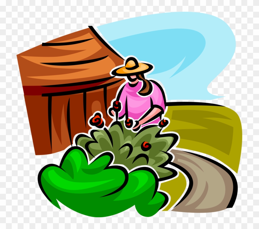 Gardener Maintains Flowering Shrub Image Illustration Clipart