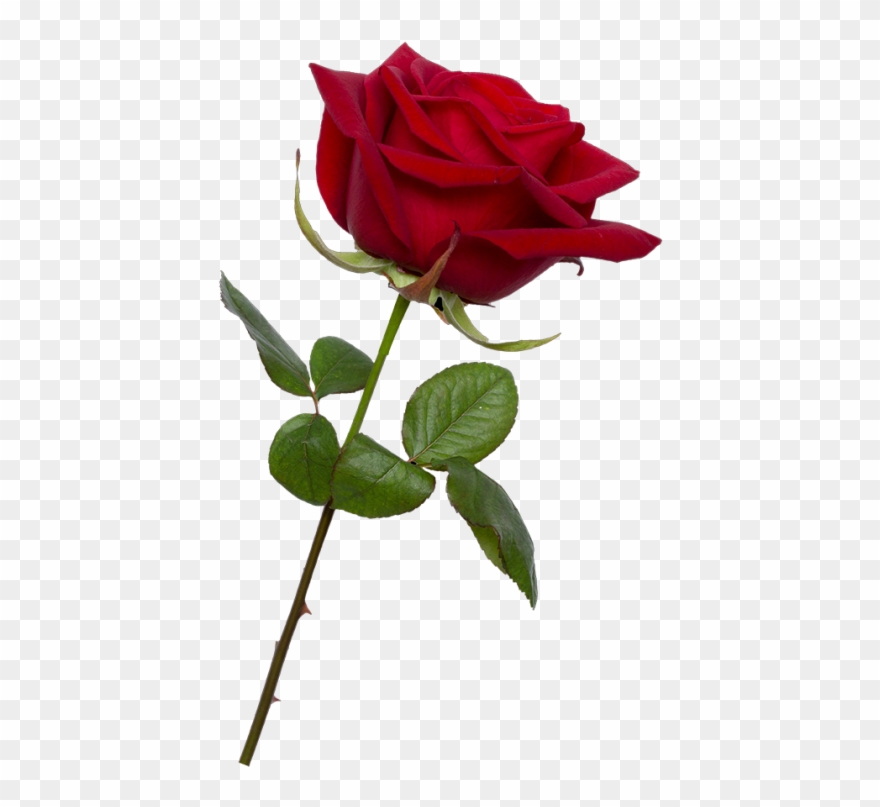 Valentine Rose Png Image Clipart