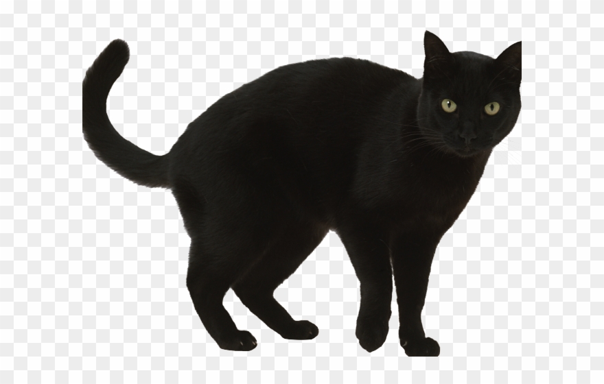 Black Cat Clipart Walking - Png Download