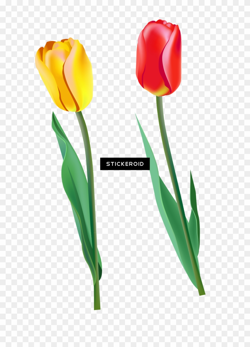 Tulip Clipart