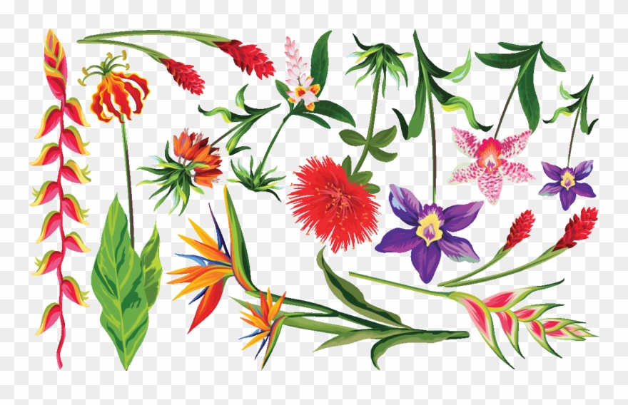Sticker Fleurs Tropicales Multicolores Ambiance Sticker Clipart
