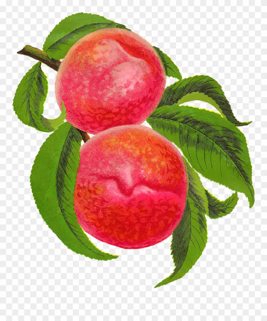 Clip Art Library Stock Antique Images Stock Illustration - Png Download