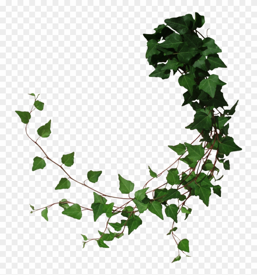 Transparent Ivy Vine Clip Art Png Download (3073248) PinClipart