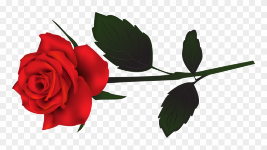 Rose Png Clipart