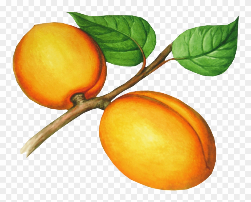 Download Peach Clipart Png Photo Transparent Png