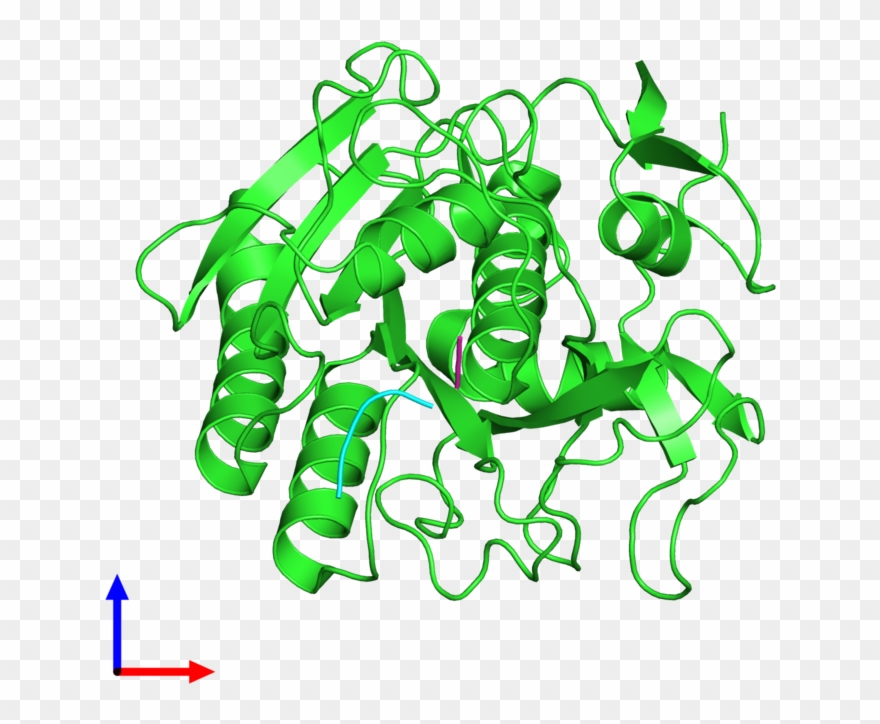 Pdb 1pek Coloured By Chain And Viewed From The Front Clipart