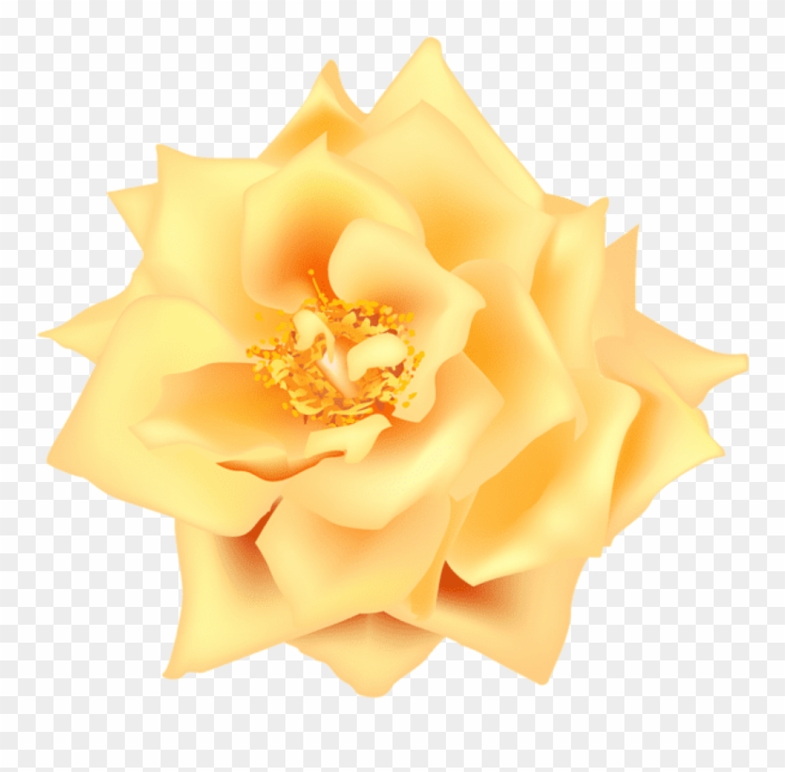 Free Png Yellow Rose Transpa Png Images Transpa Clipart