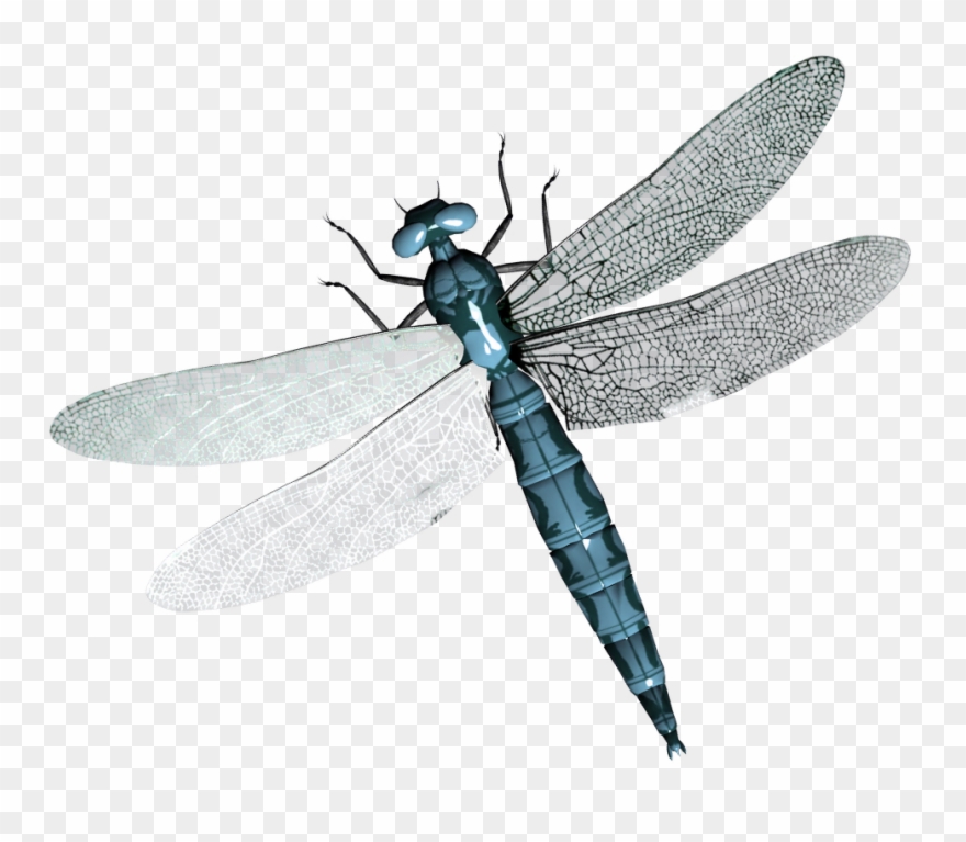 Dragonfly Transparent Clear Wing Clipart