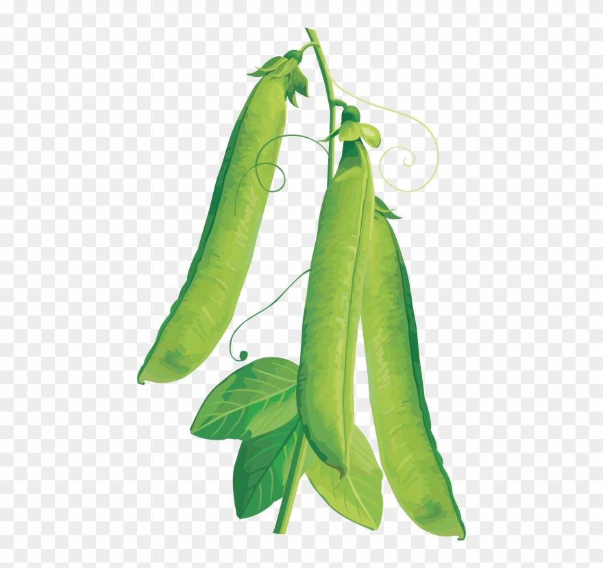Download Pea Clipart Png Photo Transparent Png