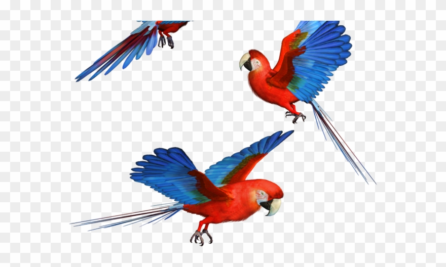 Parrot Clipart Transparent Background - Png Download