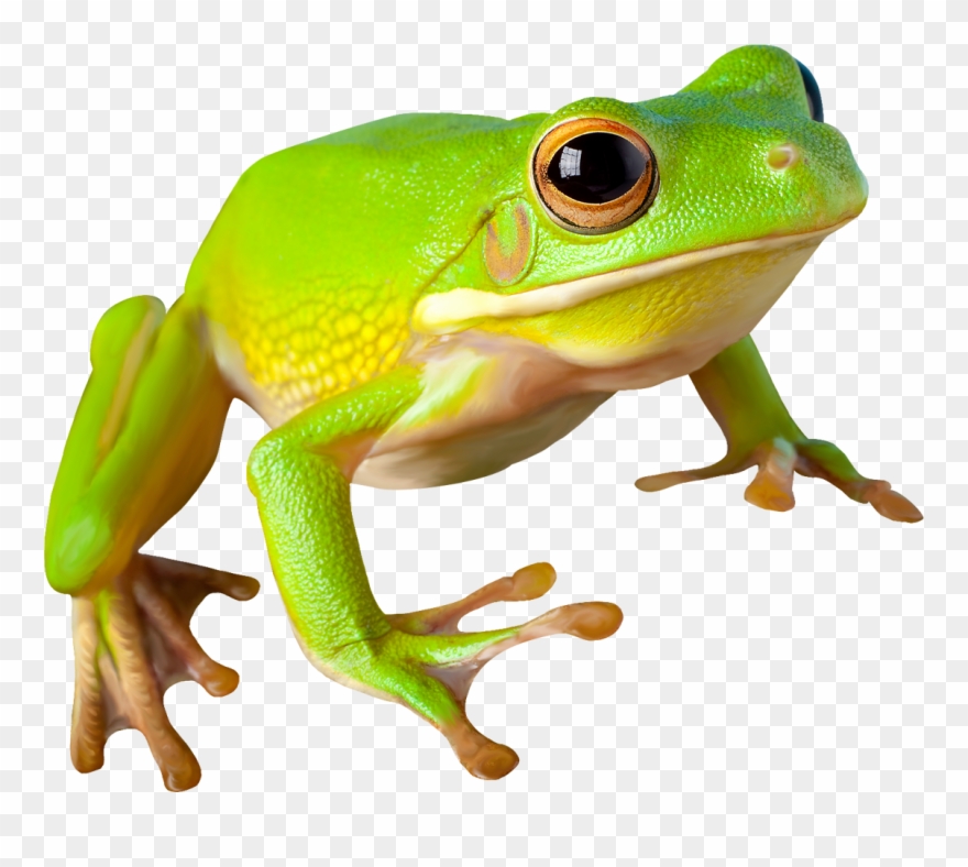Frog Clipart Transparent - Png Download