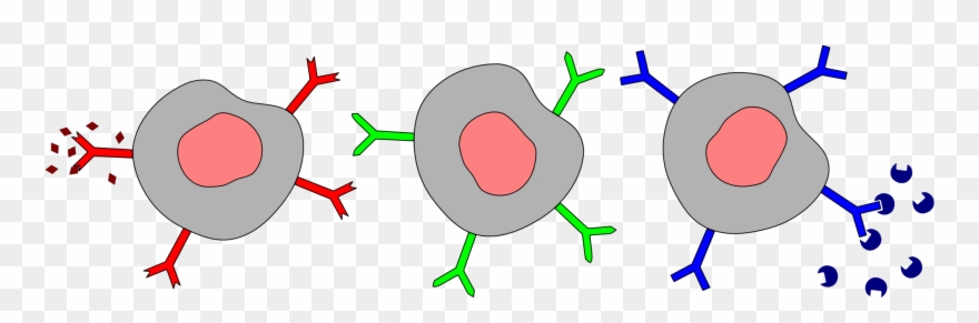 Clipart Of Receptor, Receptors And B Cell - Png Download