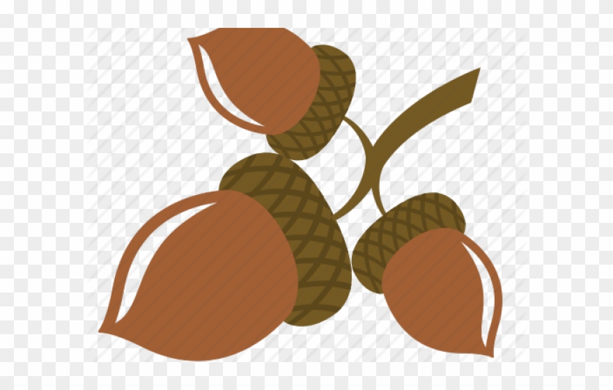 Acorn Clipart Oak Fruit - Png Download