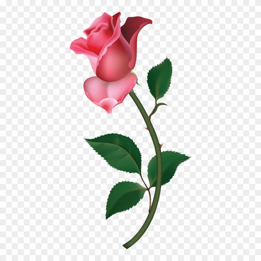 Rice Clipart Fame - Png Download