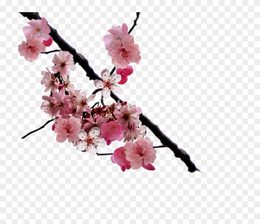 Download Blossom By Doloresminette Clipart