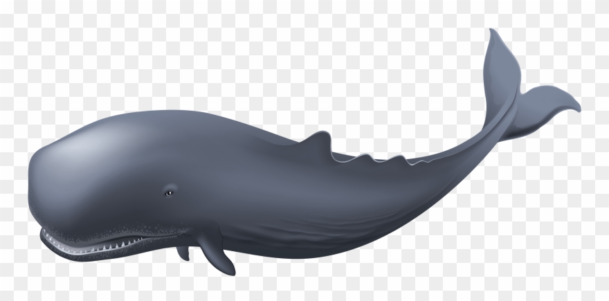 Whale Png Clipart Best Web Clipart Transparent Png