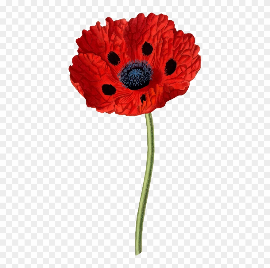 Clipart Poppy Medium Image Png Transparent Png