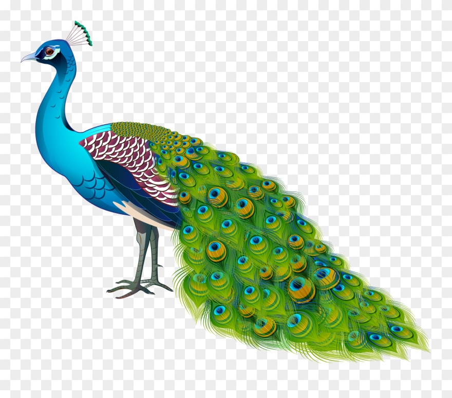 Peacock Transparent Image Clipart