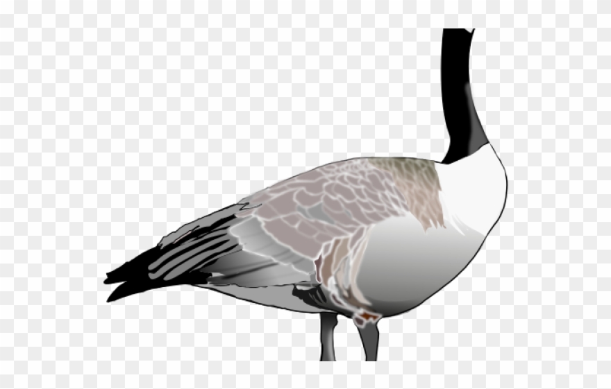Goose Clipart Canada Goose - Png Download
