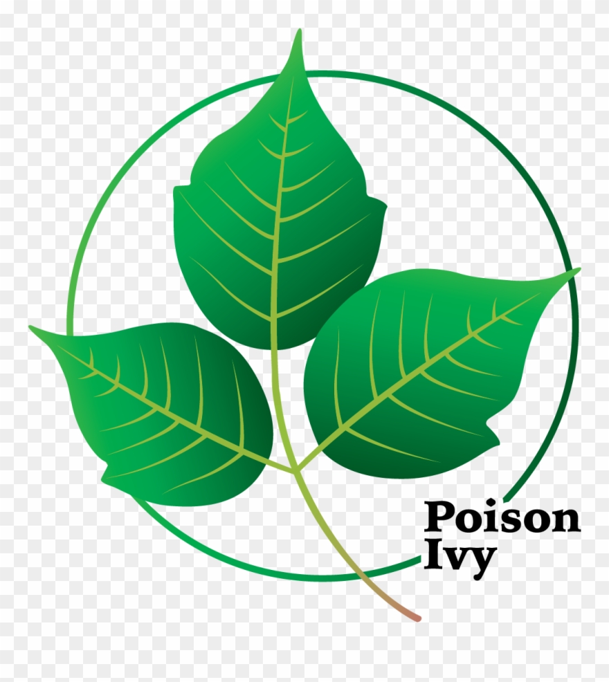 It Can Take The Form Of A Climbing Vine On Trees, A Clipart