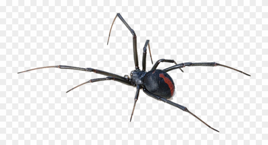 Black Widow Spider Transparent Background Clipart